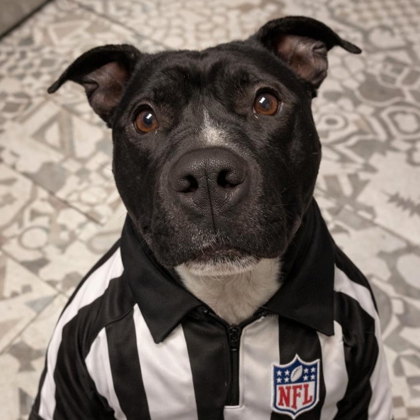 Ross, Adoptable, Young Male Pit Bull Terrier.