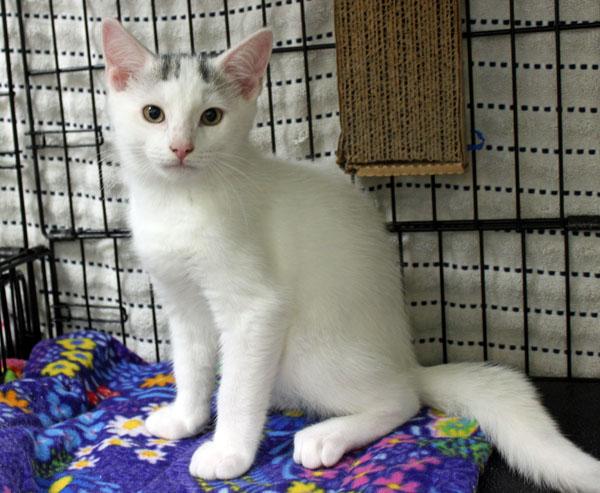Michael, adopted, Kitten Male Domestic Short Hair.