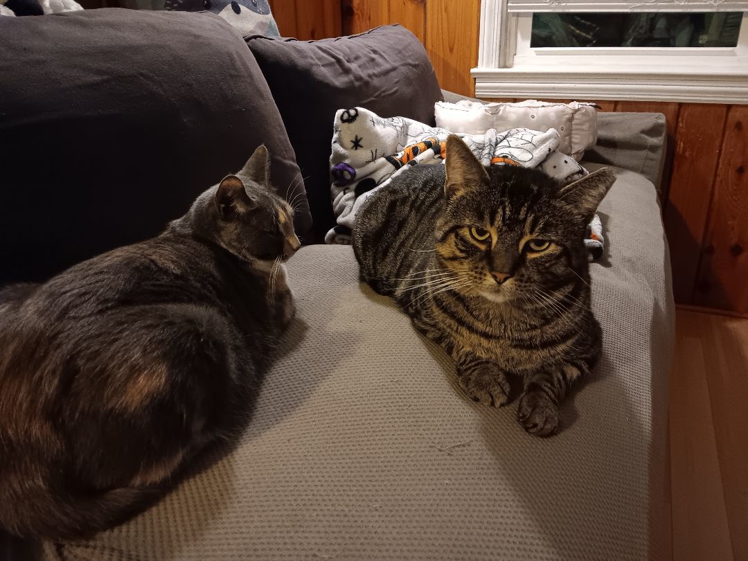 BRONNY, a Adoptable Domestic Short Hair in Berkeley Heights, NJ image 3/4