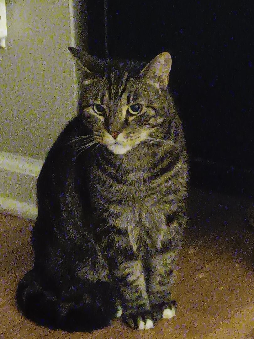 BRONNY, Adult Male Domestic Short Hair