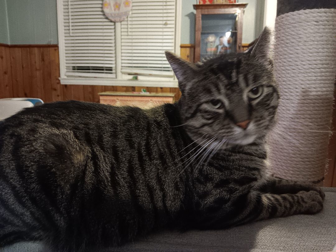 BRONNY, a Adoptable Domestic Short Hair in Berkeley Heights, NJ image 2/4