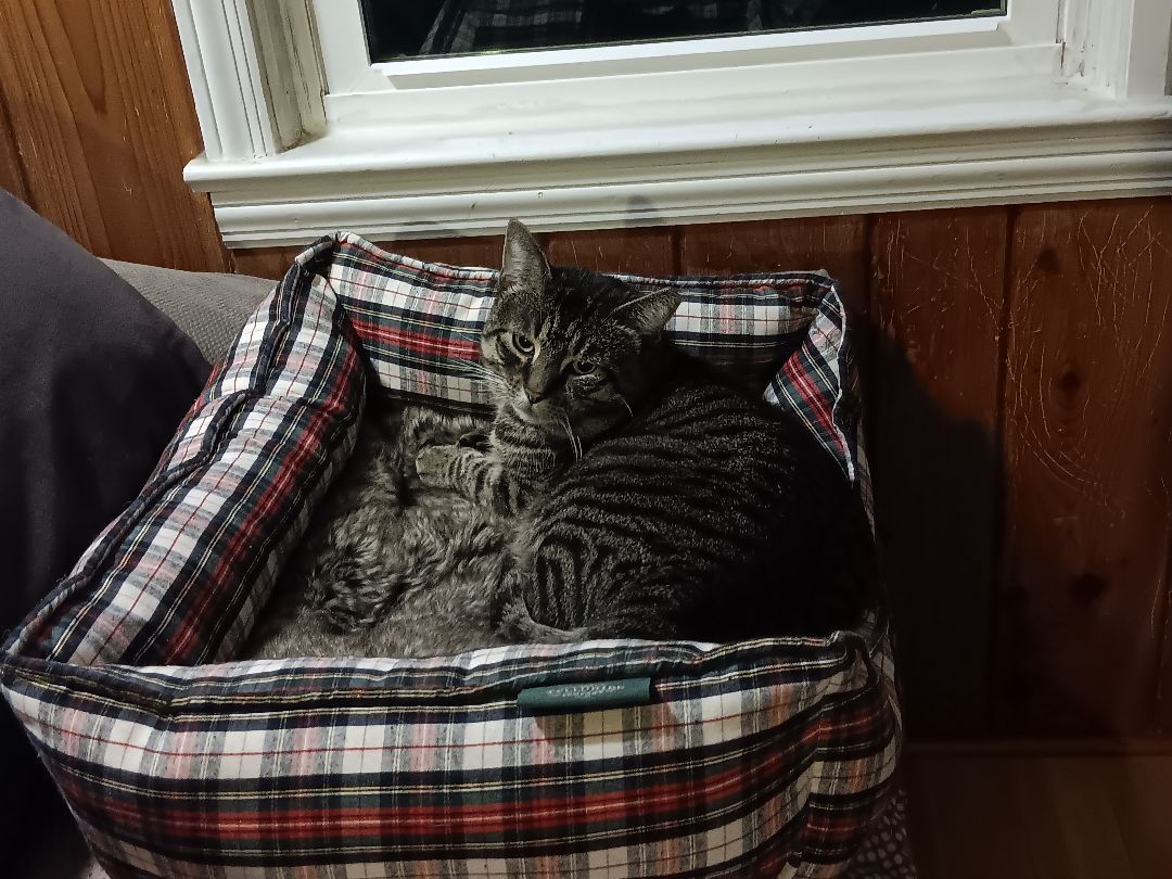 BRONNY, a Adoptable Domestic Short Hair in Berkeley Heights, NJ image 4/4