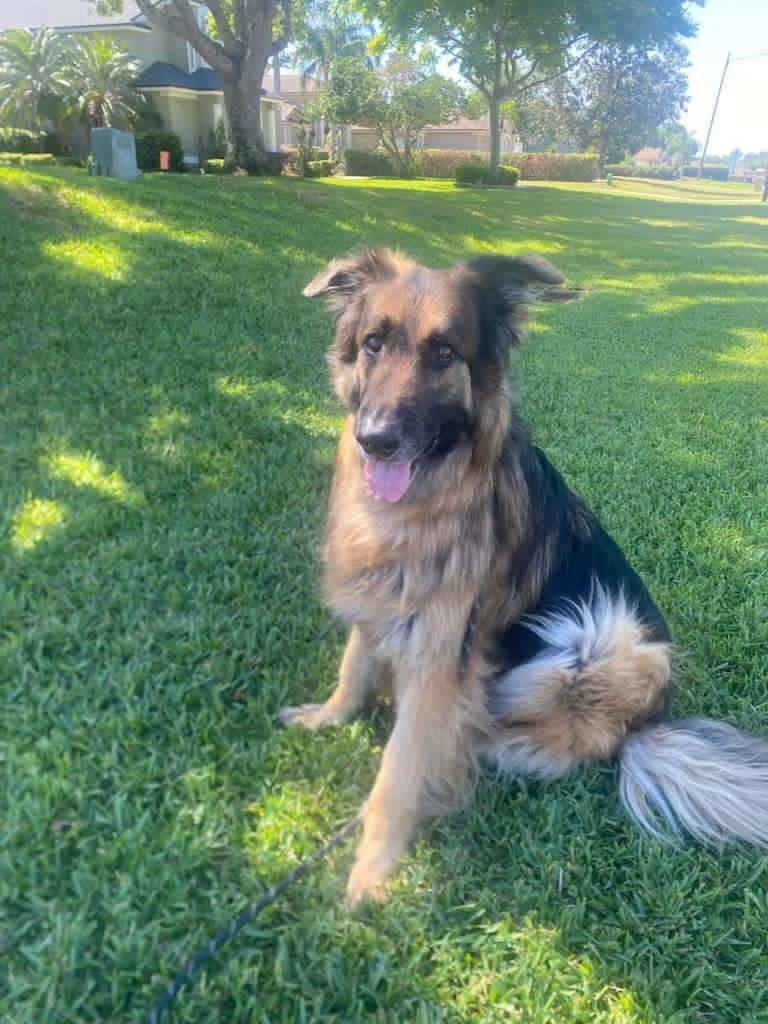 Falkor, adoptable, Adult Male Shepherd & Collie.