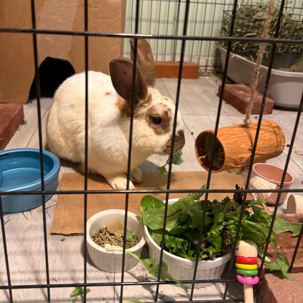 Andy, Adoptable, Adult Male Rex.