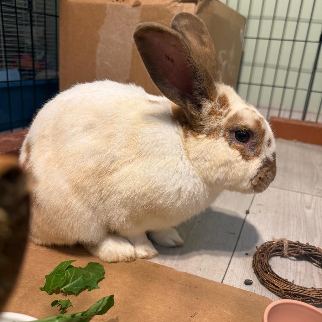 Andy, a Adoptable Rex in Lake Jackson, TX image 3/6