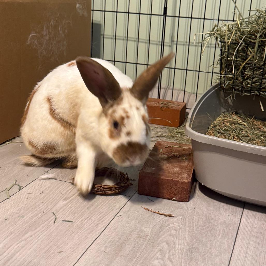 Andy, a Adoptable Rex in Lake Jackson, TX image 4/6