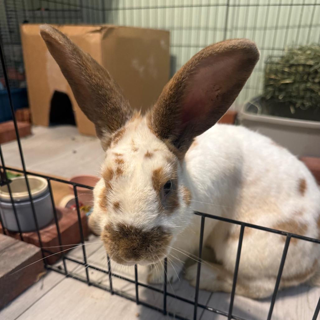 Andy, a Adoptable Rex in Lake Jackson, TX image 5/6