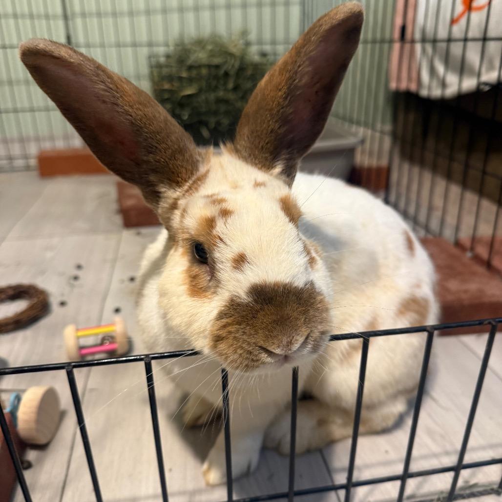 Andy, a Adoptable Rex in Lake Jackson, TX image 6/6