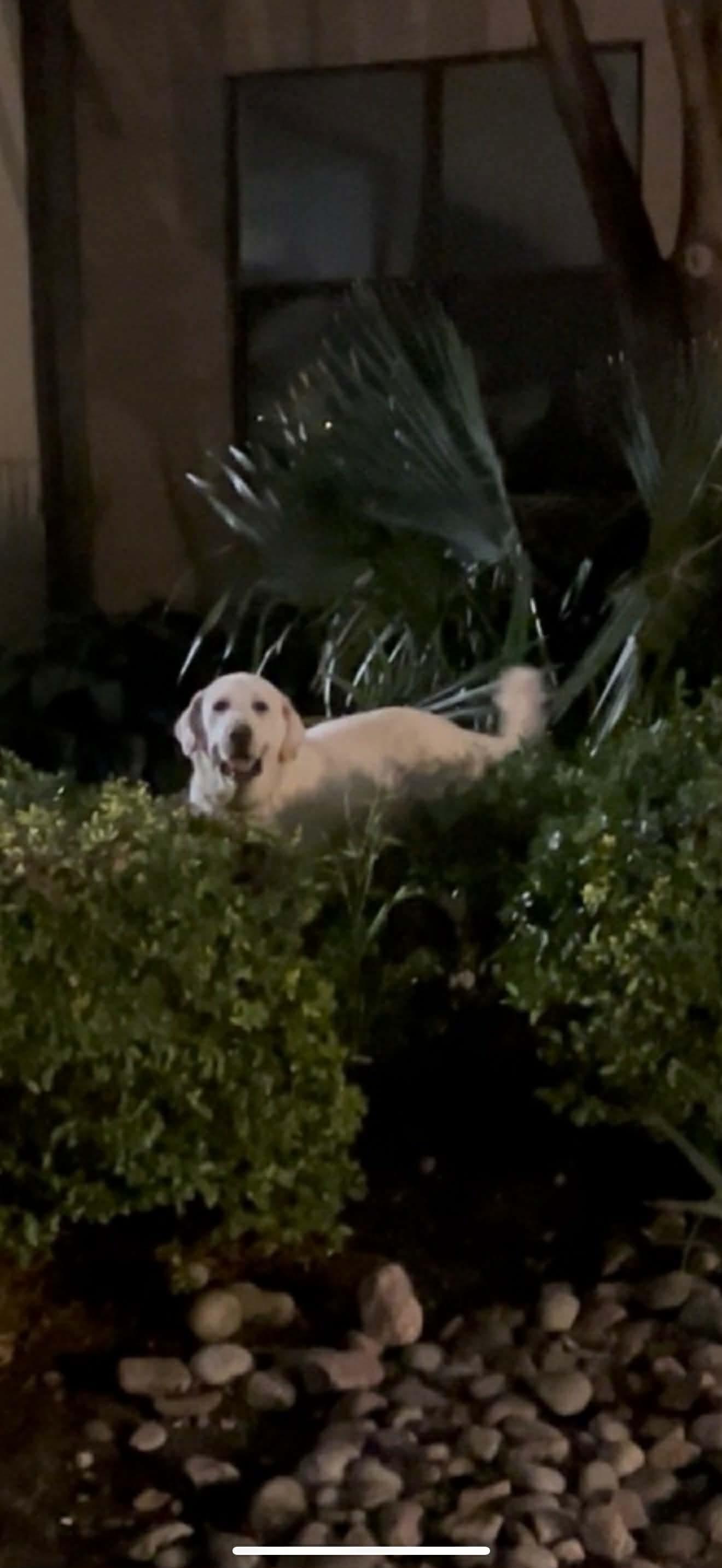 Enlarge Sunshine, a Adoptable Great Pyrenees in Dallas, TX image 2/3