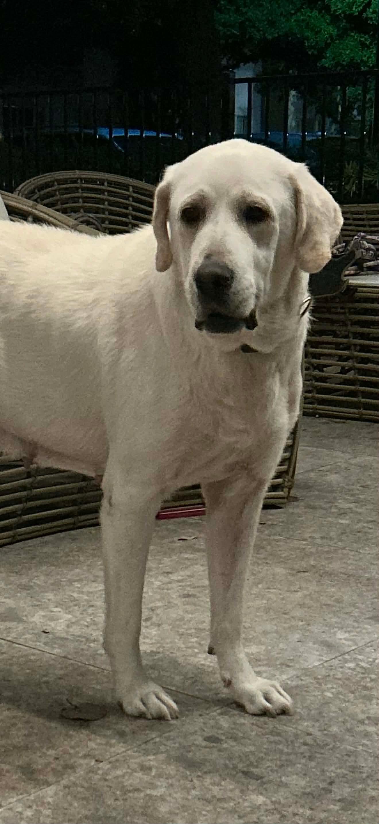 Enlarge Sunshine, a Adoptable Great Pyrenees in Dallas, TX image 3/3