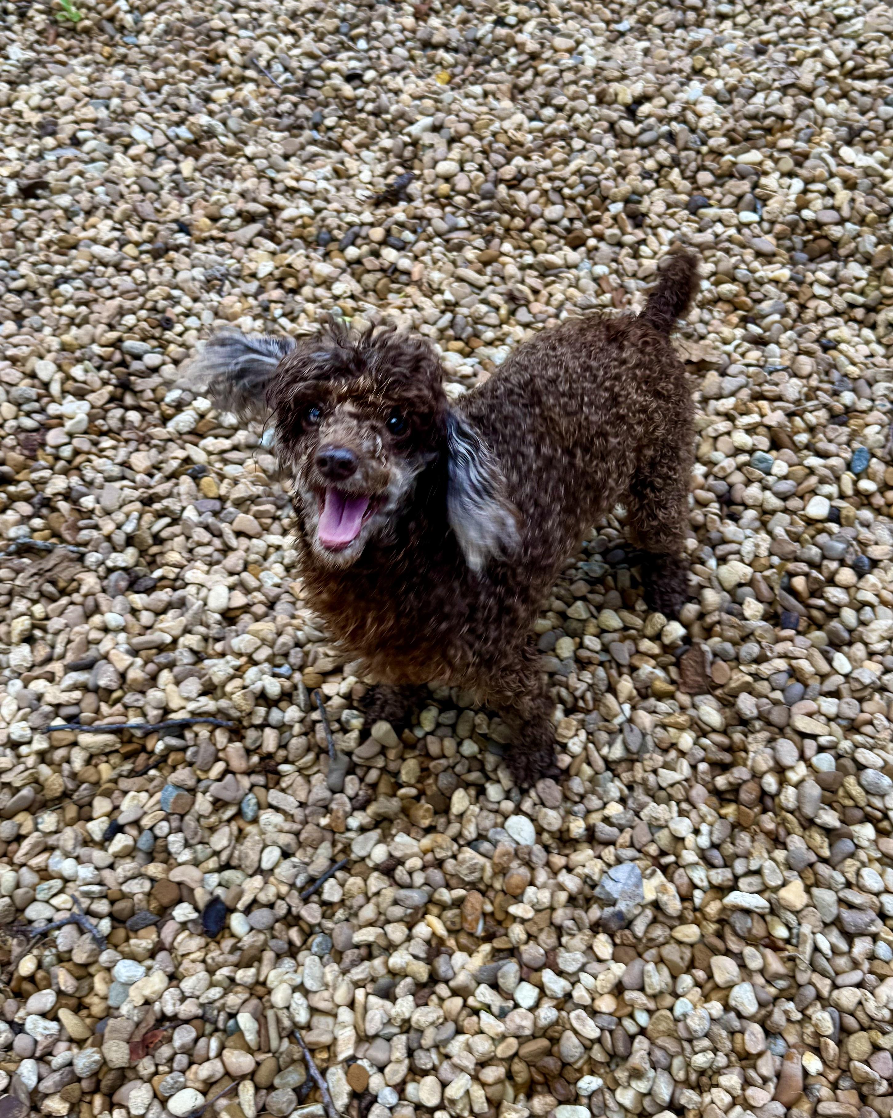 HAZEL, a Adopted Miniature Poodle in Sandston, VA image 2/6
