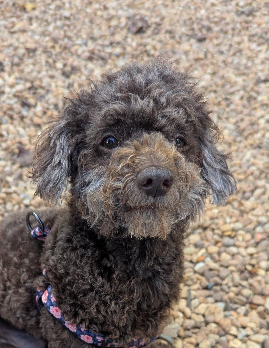 HAZEL, Adopted, Adult Female Miniature Poodle.