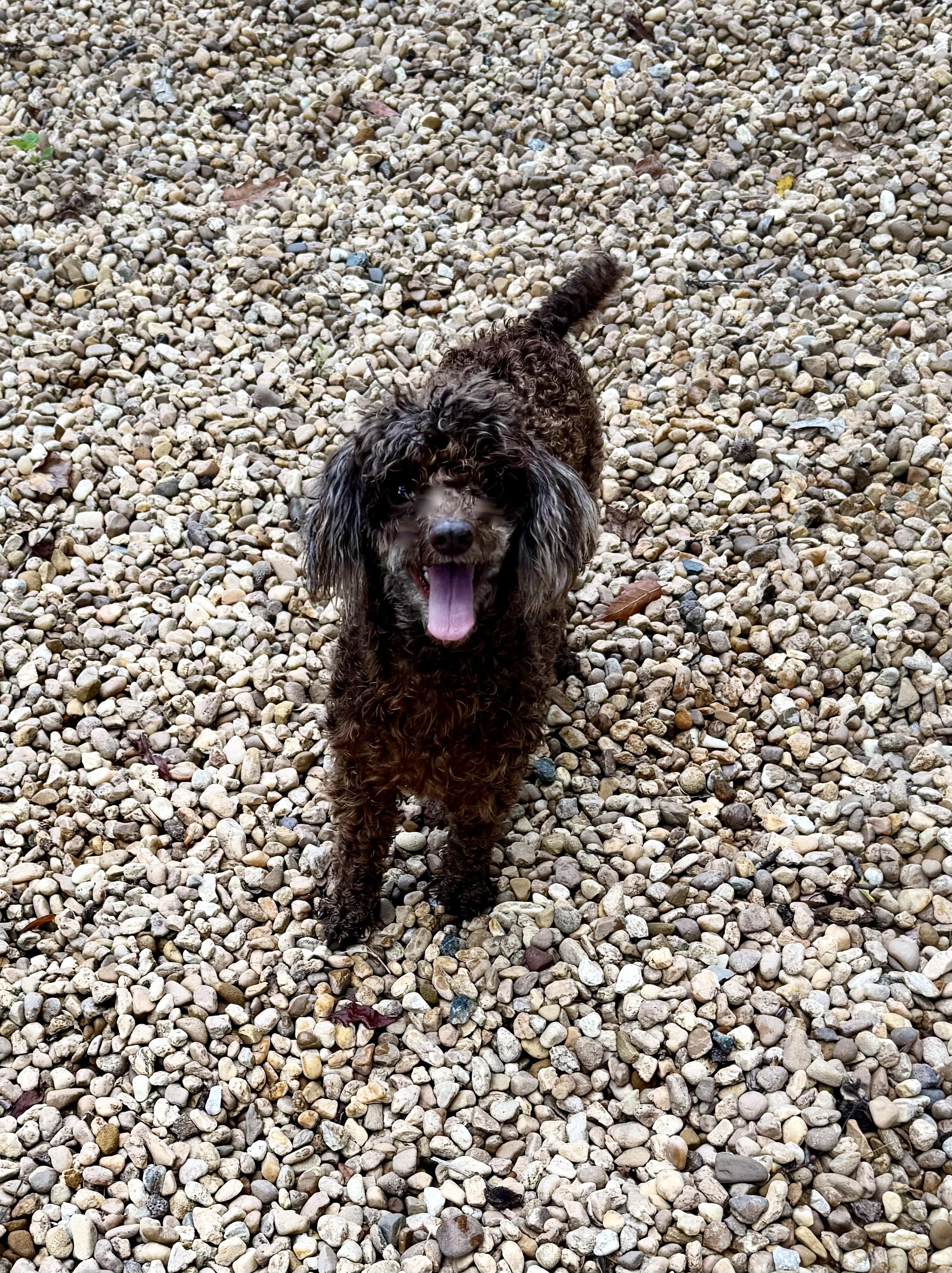 HAZEL, a Adopted Miniature Poodle in Sandston, VA image 4/6