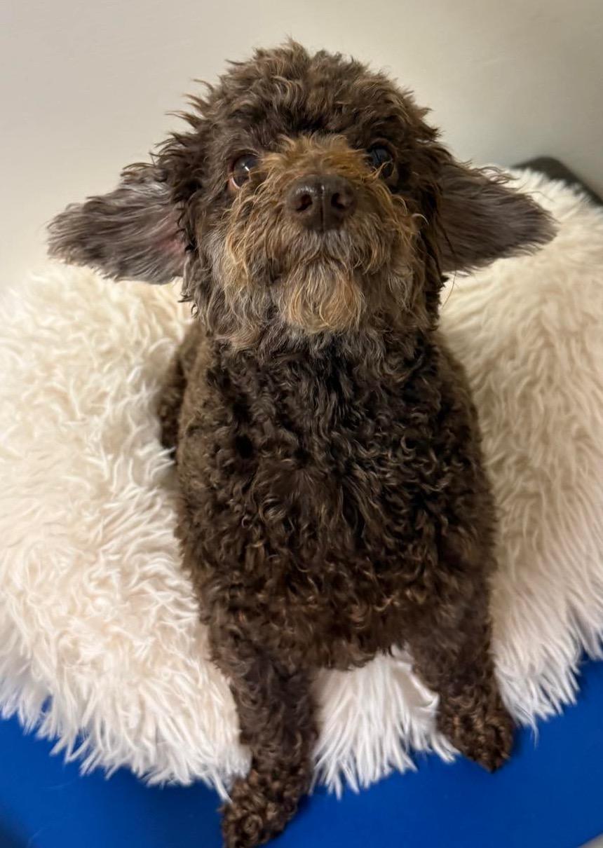 HAZEL, a Adopted Miniature Poodle in Sandston, VA image 3/6