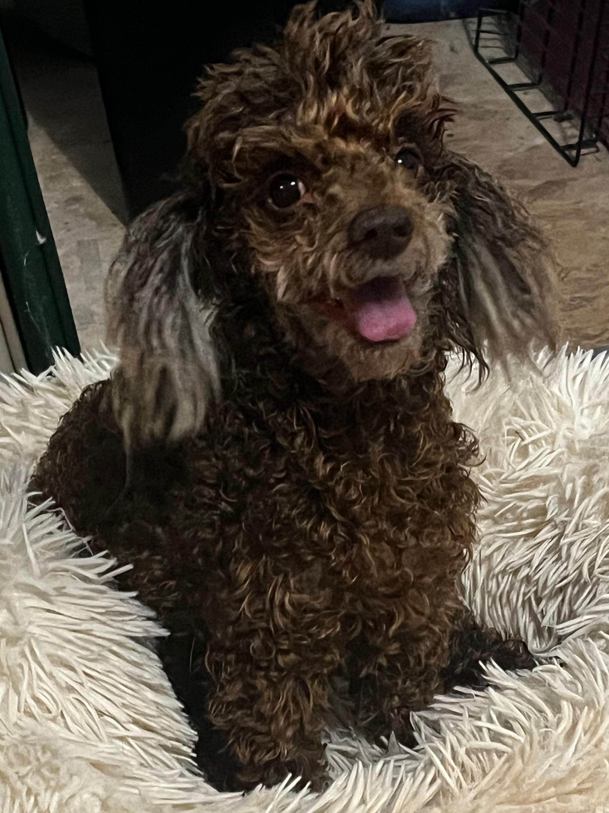 HAZEL, a Adopted Miniature Poodle in Sandston, VA image 6/6