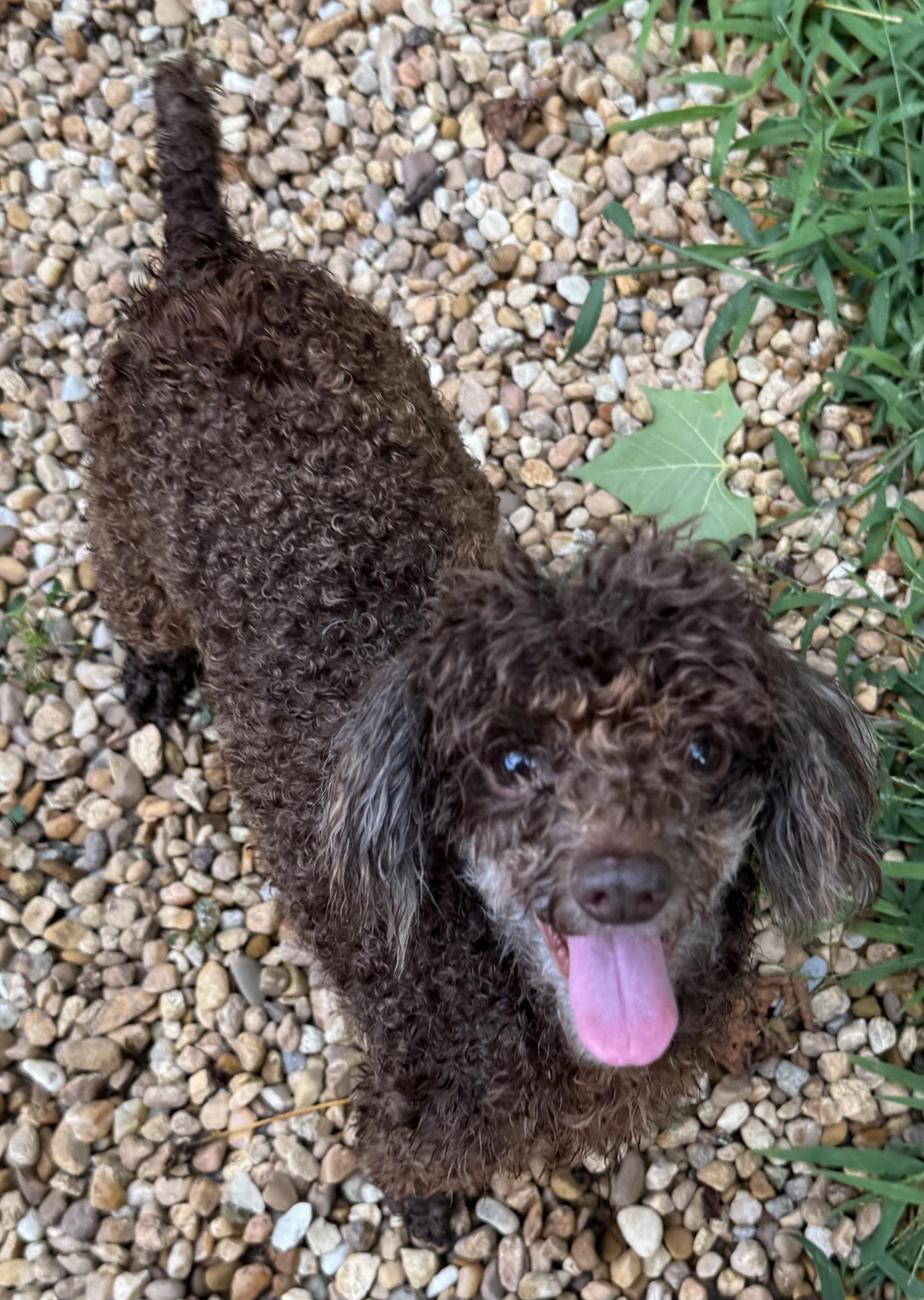 HAZEL, a Adopted Miniature Poodle in Sandston, VA image 5/6