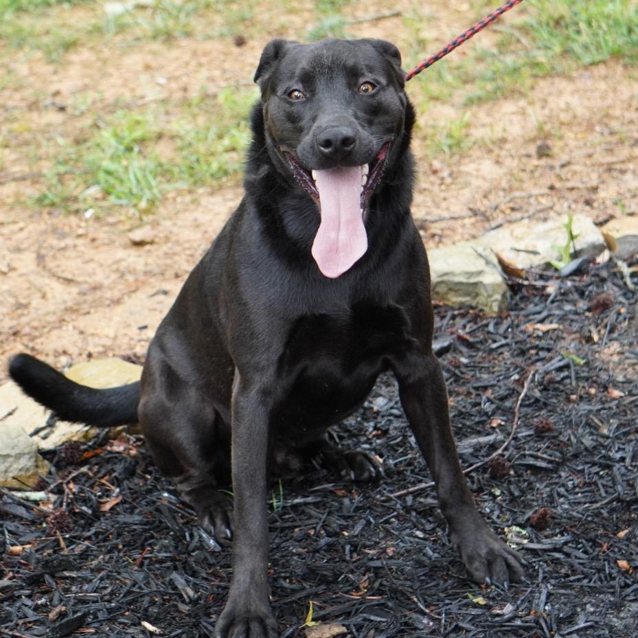 Charlie, Adoptable, Young Male Labrador Retriever & Mixed Breed.