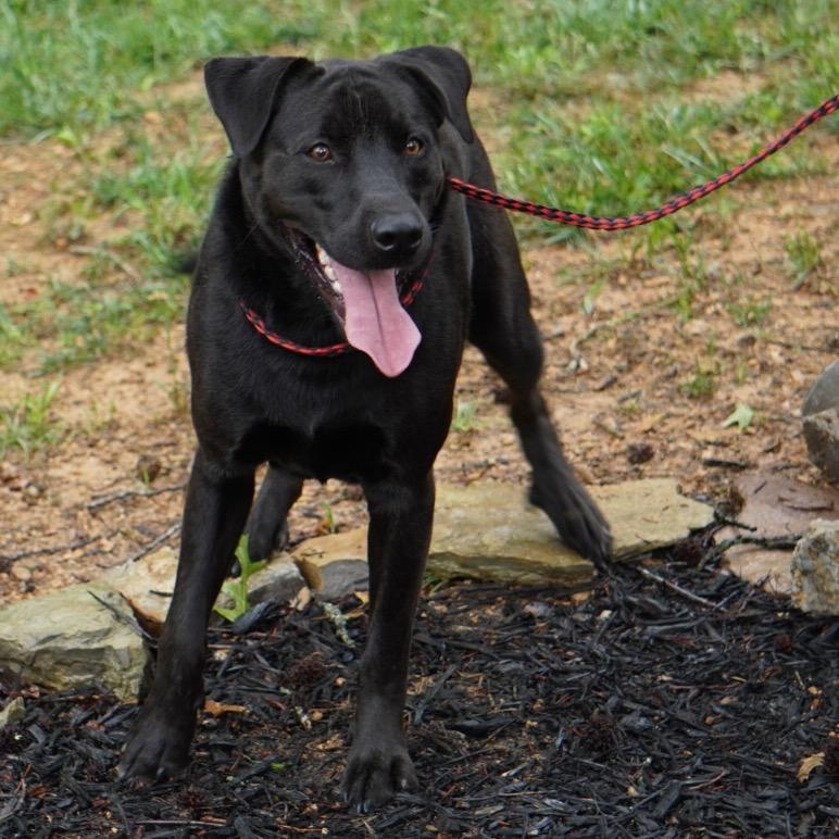 Charlie, a Adoptable mixed breed in Evensville, TN image 2/3
