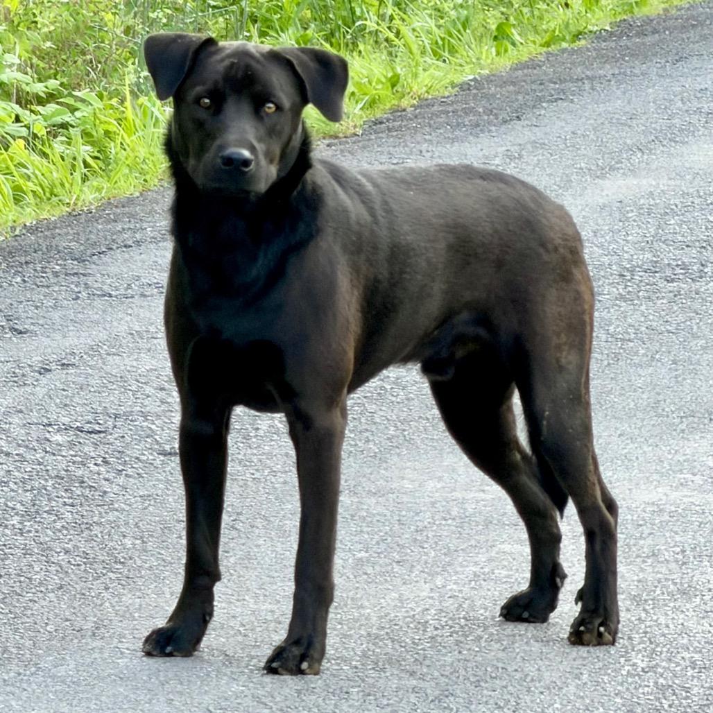 Charlie, Adoptable, Young Male Labrador Retriever & Mixed Breed.
