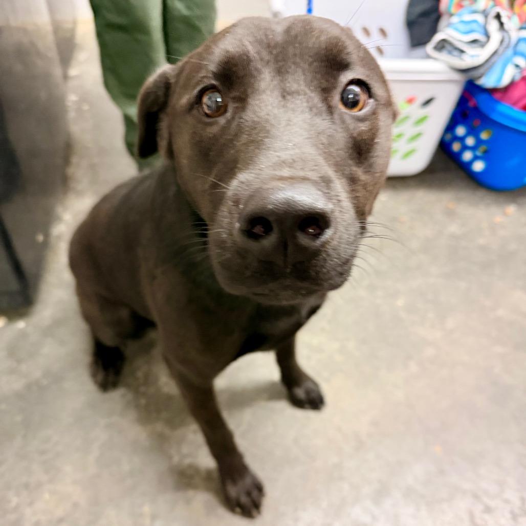 Charlie, a Adoptable mixed breed in Evensville, TN image 2/2