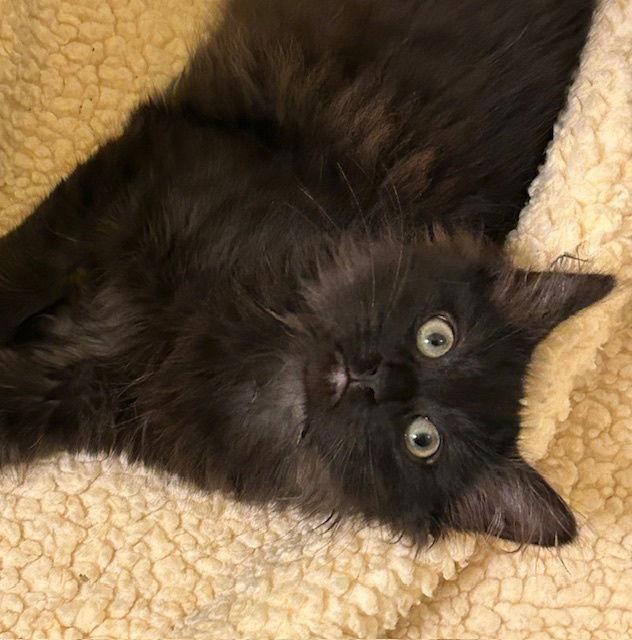 Yoshi, Adoptable, Kitten Male Domestic Medium Hair.