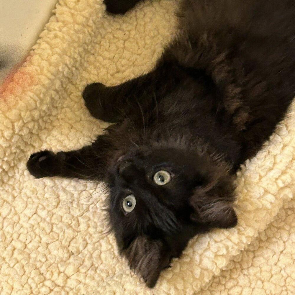 Yoshi, a Adoptable Domestic Medium Hair in Candler, NC image 2/3