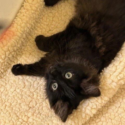 Yoshi, a Adoptable Domestic Medium Hair in Candler, NC image 3/3