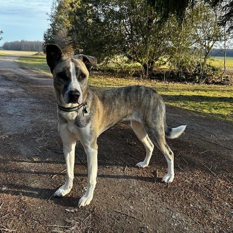 Enlarge Sam, a ADOPTABLE mixed breed in St Thomas, ON image 3/4