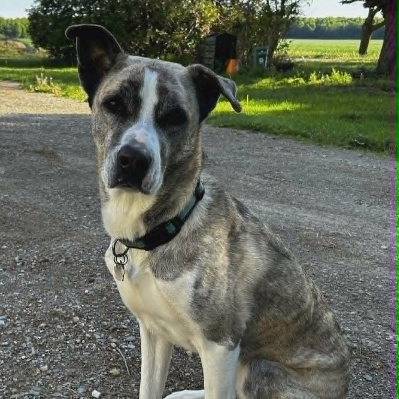 Enlarge Sam, a ADOPTABLE mixed breed in St Thomas, ON image 1/4
