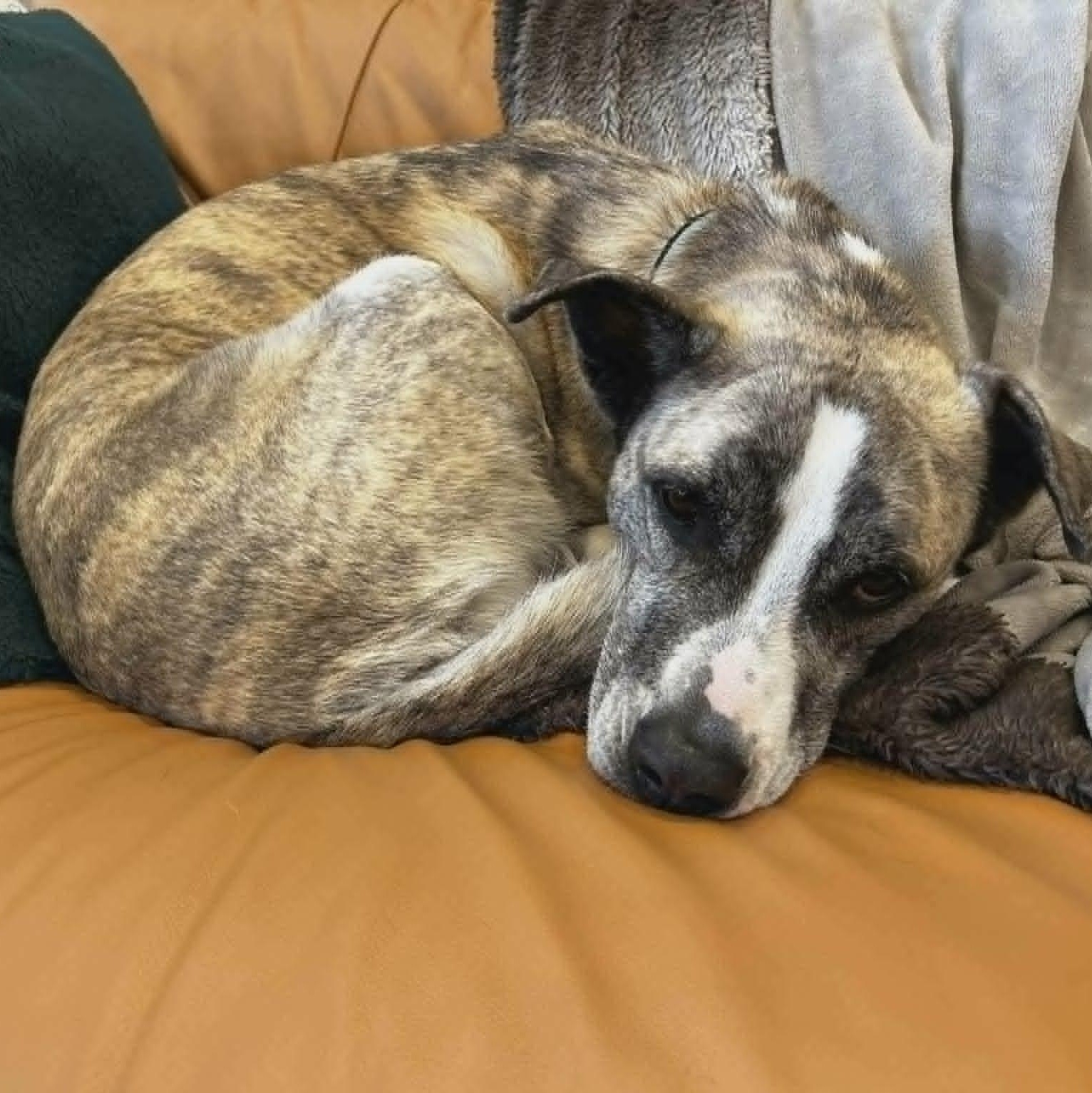Enlarge Sam, a ADOPTABLE mixed breed in St Thomas, ON image 4/4