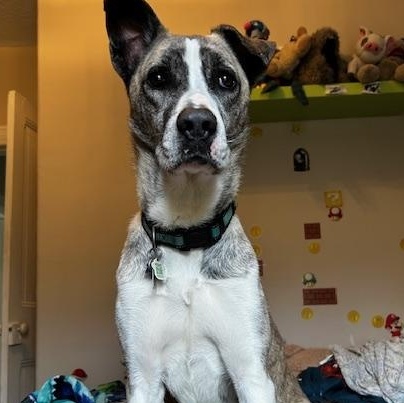Enlarge Sam, a ADOPTABLE mixed breed in St Thomas, ON image 2/4