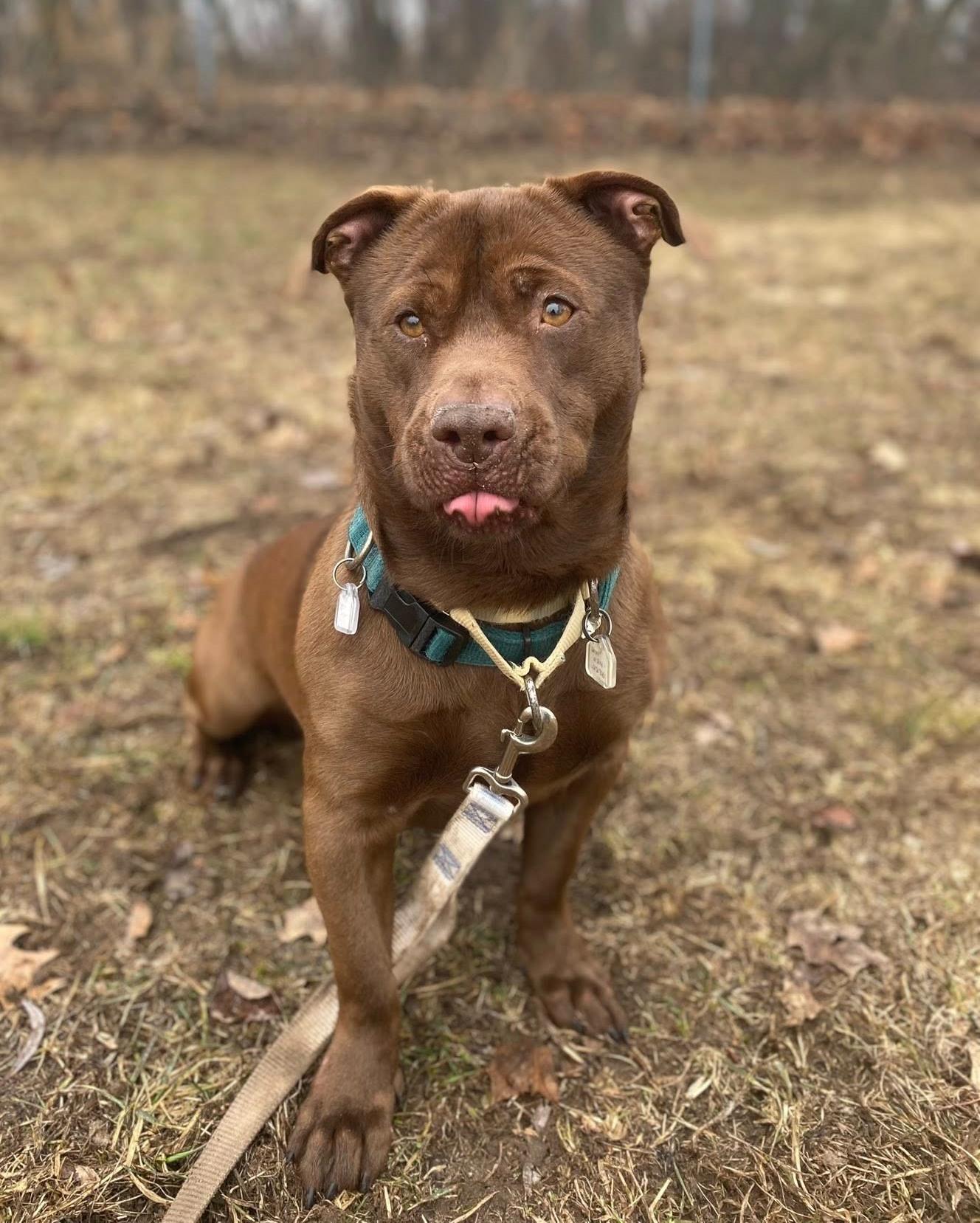 Enlarge Buddy, a ADOPTABLE mixed breed in Fremont, MI image 2/4