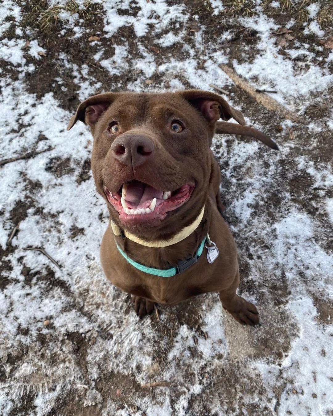Enlarge Buddy, a ADOPTABLE mixed breed in Fremont, MI image 4/4