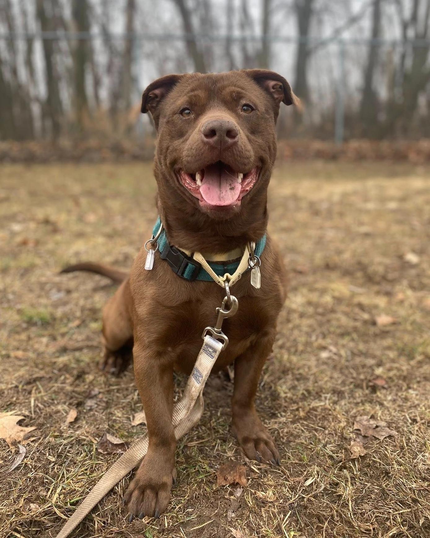 Enlarge Buddy, a ADOPTABLE mixed breed in Fremont, MI image 1/4