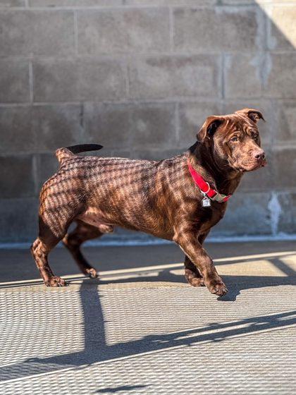Enlarge Buddy, a ADOPTABLE mixed breed in Fremont, MI image 3/4