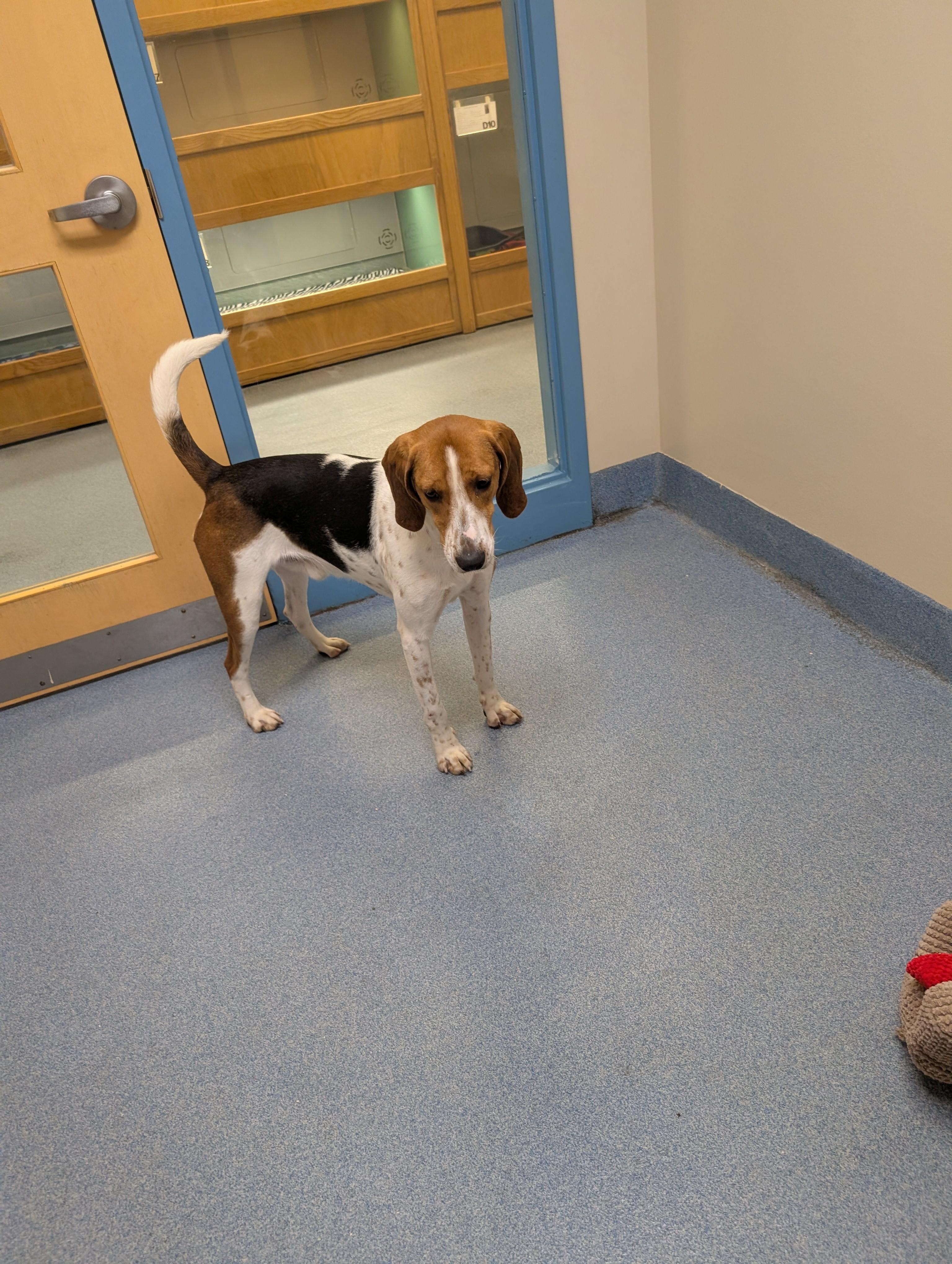 Enlarge Scooter, a ADOPTABLE Hound in Suffolk, VA image 1/2