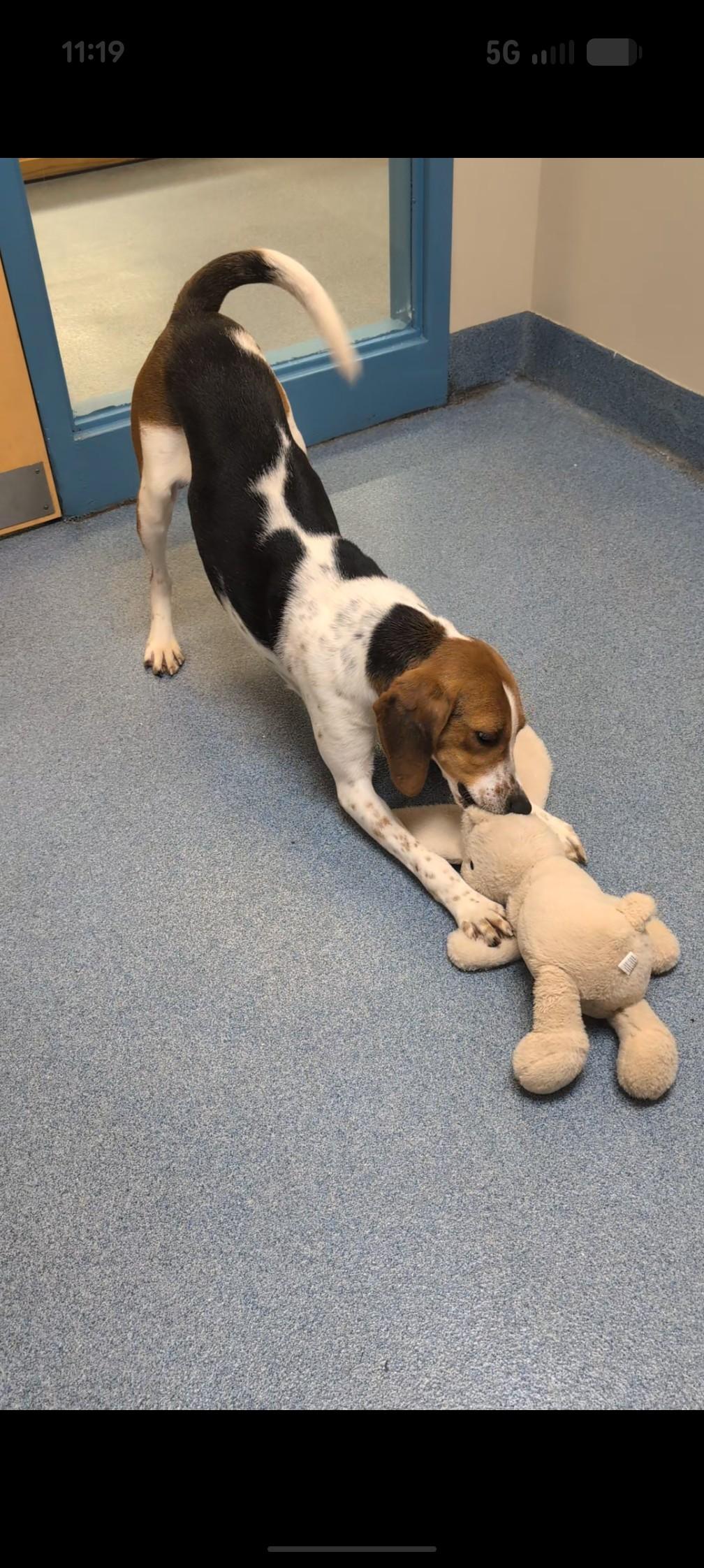 Enlarge Scooter, a ADOPTABLE Hound in Suffolk, VA image 2/2