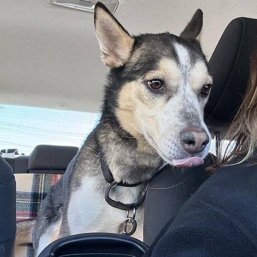 Mally, ADOPTABLE, Adult Male Husky.