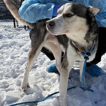 Mally, a ADOPTABLE mixed breed in Chester, PA image 3/4