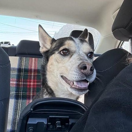 Mally, a ADOPTABLE mixed breed in Chester, PA image 4/4