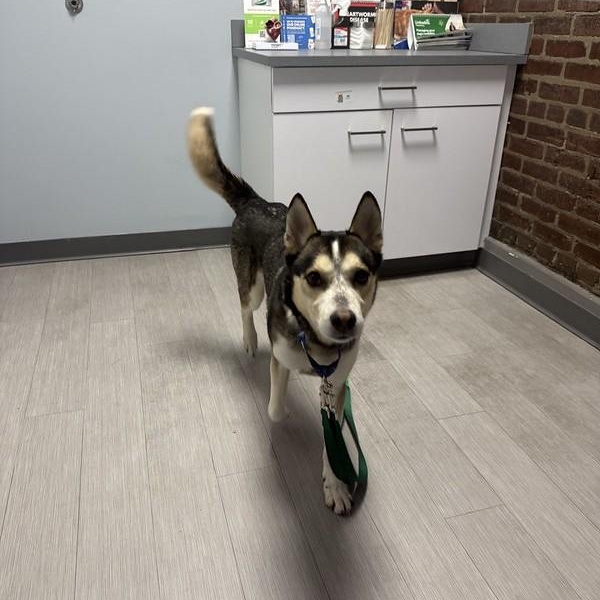 Enlarge Mally, a ADOPTABLE mixed breed in Chester, PA image 6/6