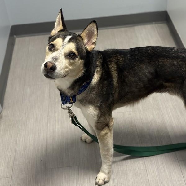Mally, ADOPTABLE, Adult Male Husky.