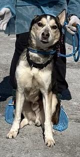 Mally, a ADOPTABLE mixed breed in Chester, PA image 2/4