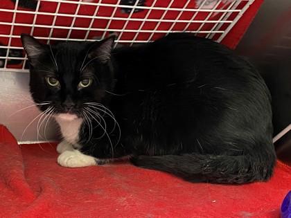 Enlarge Xang, a Adoptable mixed breed in Woodbury, MN image 1/1