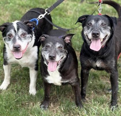 Chavely, Adoptable, Senior Female Labrador Retriever & Mixed Breed.
