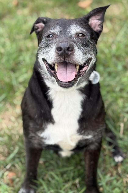 Chavely, a Adoptable mixed breed in Malvern, PA image 2/3