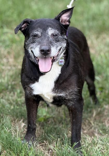 Chavely, a Adoptable mixed breed in Malvern, PA image 3/3