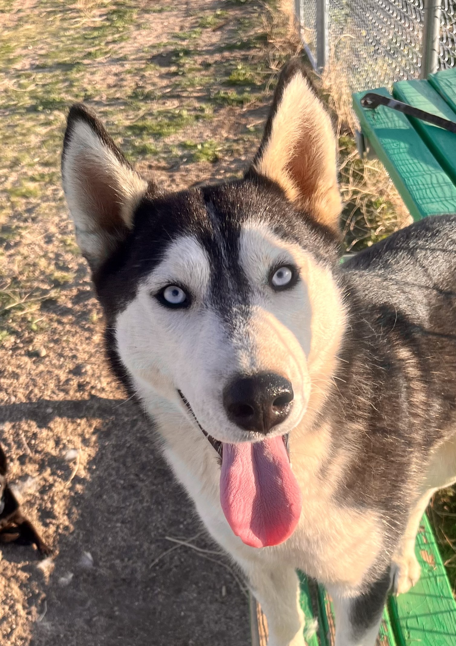 Greta, a Adoptable Husky in Lancaster, CA image 1/6
