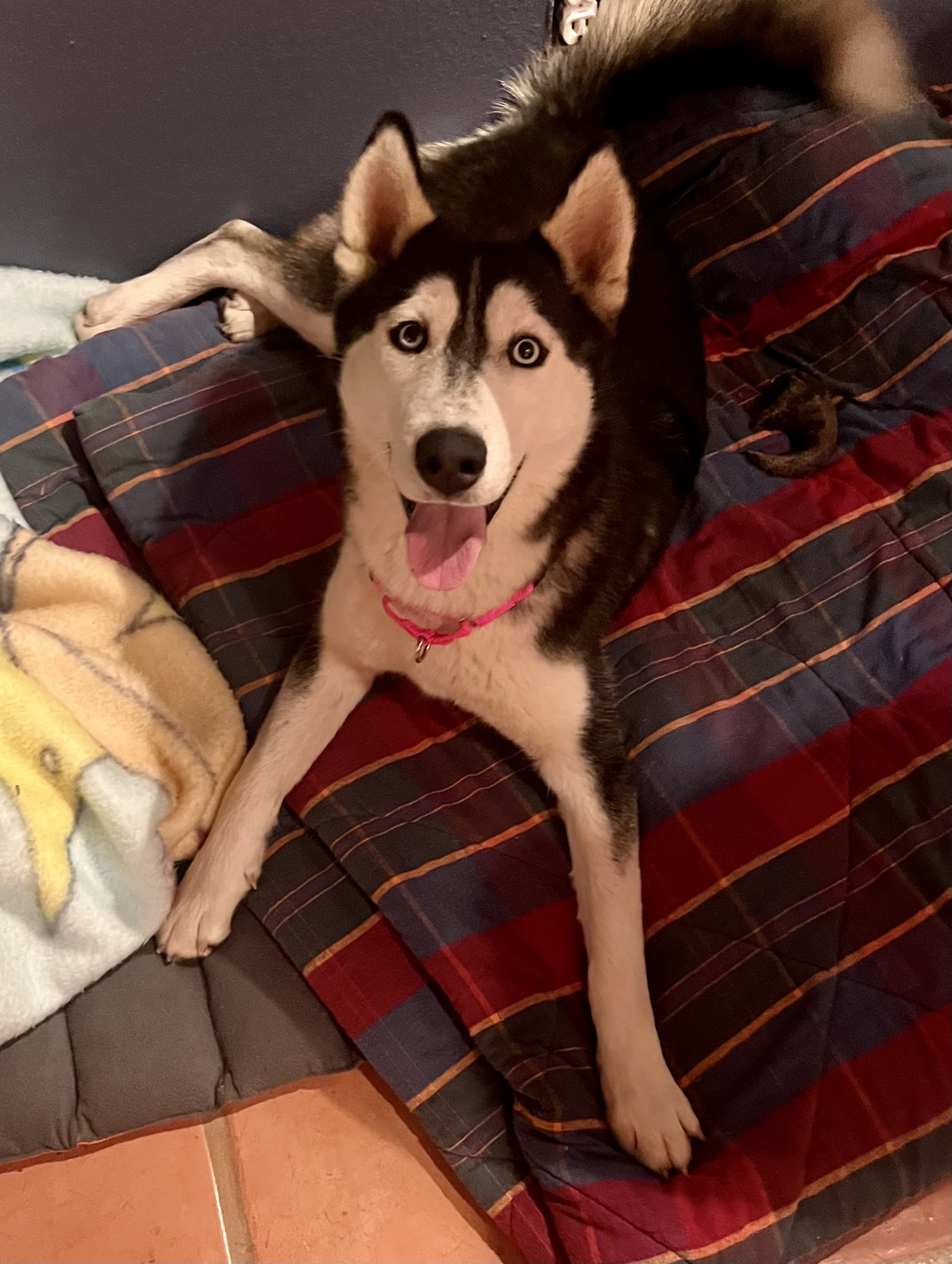 Greta, a Adoptable Husky in Lancaster, CA image 2/6