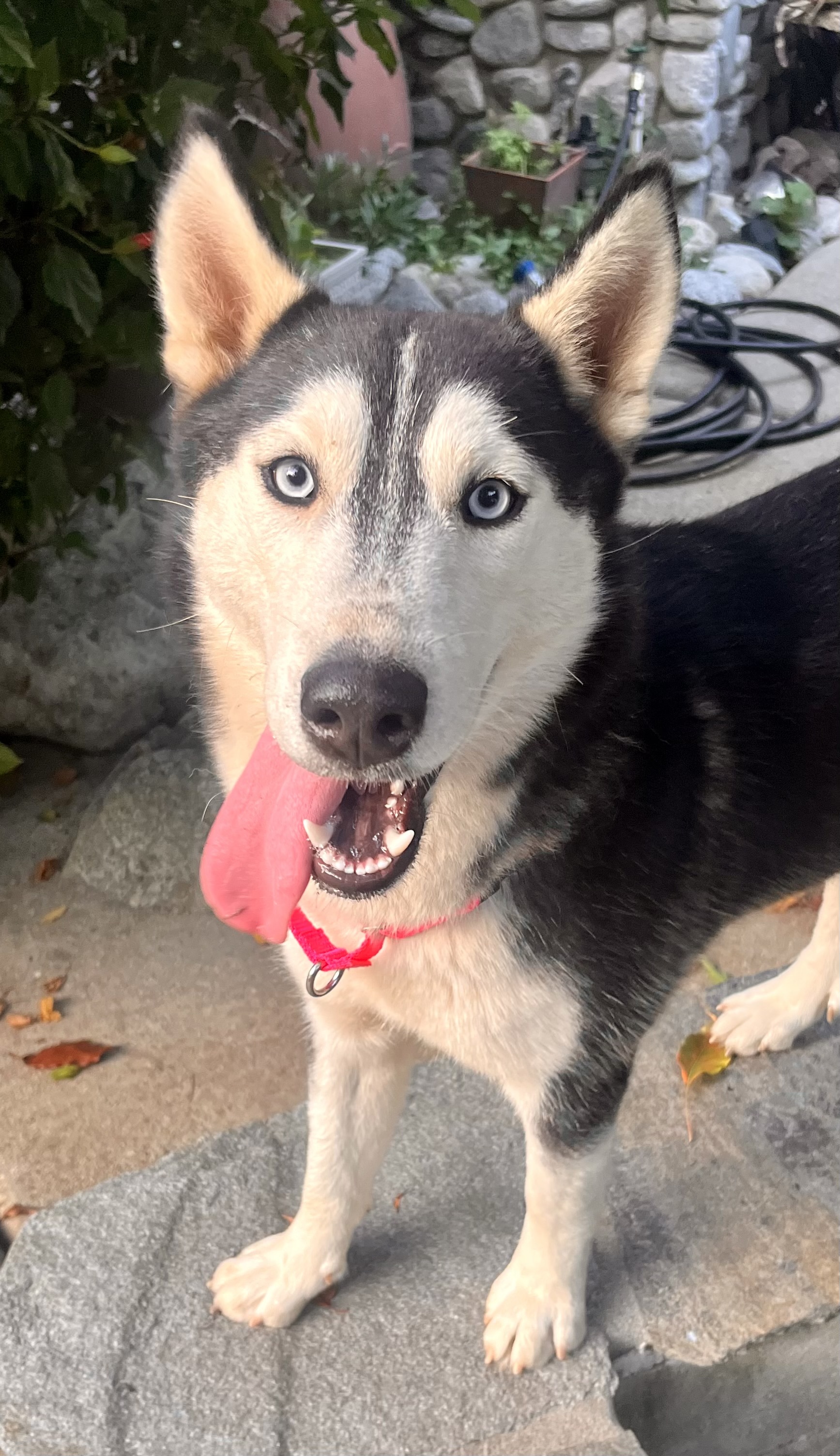 Greta, a Adoptable Husky in Lancaster, CA image 3/6